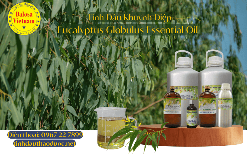 10-loi-ich-suc-khoe-cua-tinh-dau-khuynh-diep-eucalyptus-globulus-essential-oil_2