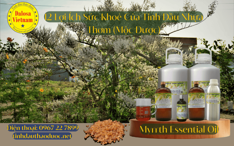 12-loi-ich-suc-khoe-cua-tinh-dau-nhua-thom-myrrh-essential-oil
