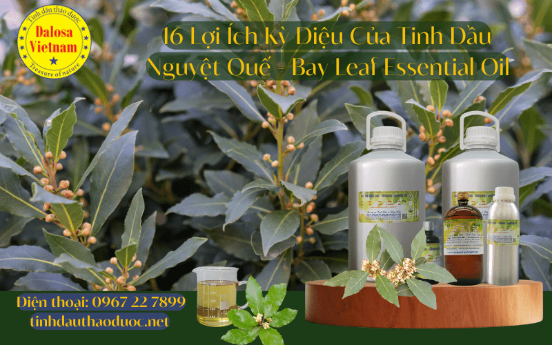 tinh-dau-nguyet-que-bay-leaf-essential-oil_2