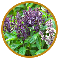 10 Lợi Ích Kỳ Diệu Cho Sức Khỏe Của Tinh Dầu Húng Quế - Basil