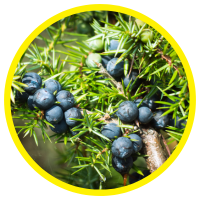 11 Lợi ích Tuyệt Vời Của Tinh Dầu Đỗ Tùng (Bách Xù) – Juniper Berry