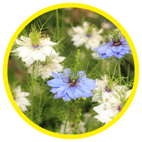 15 Lợi Ích Cho Sức Khỏe Của Tinh Dầu Caraway - Caraway