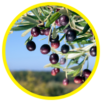 10 Lợi ích sức khỏe tuyệt vời của Dầu Ô Liu - Olive Oil