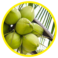 13 Lợi ích sức khỏe tuyệt vời của Dầu Dừa - Coconut