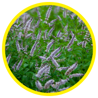 Một Số Dược Liệu Có Khả Năng Khai Thác Được Tinh Dầu Ở Việt Nam