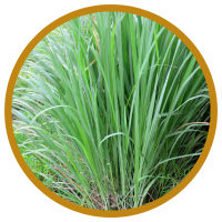 Công Dụng Tuyệt Vời Của Tinh Dầu Sả Chanh