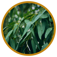 Công Dụng Dược Lý Của Tinh Dầu Bạch Đàn Chanh