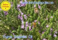 Dược liệu và ứng dụng y học của Tinh Dầu Xạ Hương Thyme